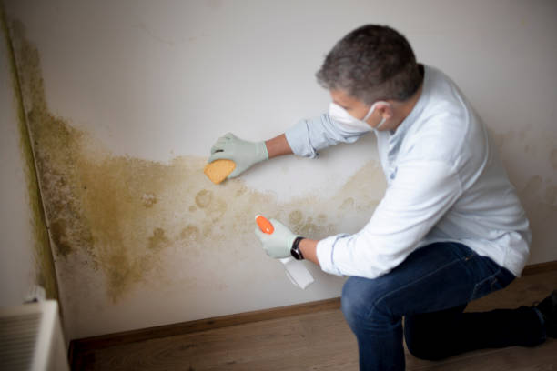 Best Post-Remediation Verification Testing  in Park Rapids, MN